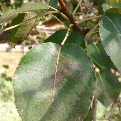 Pyrus spinosa Foglia