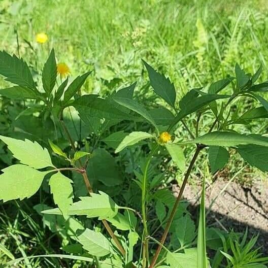 Bidens frondosa Fuelha