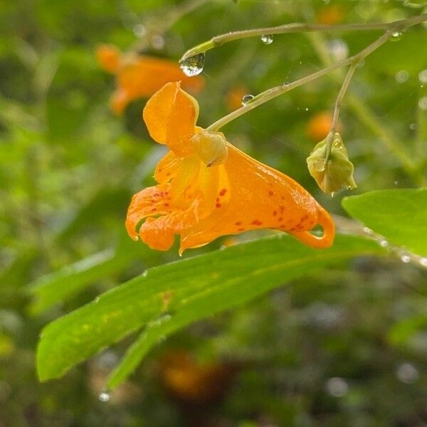 Impatiens capensis Кветка