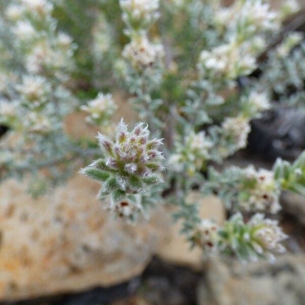 Phylica nitida Flor