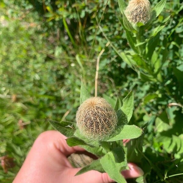 Centaurea nervosa Fruchs