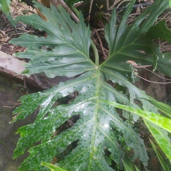 Philodendron bipinnatifidum Leht