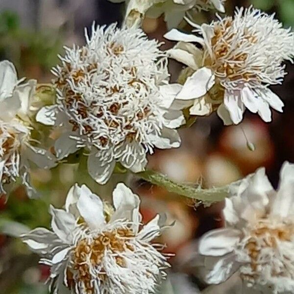 Antennaria dioica Frukt