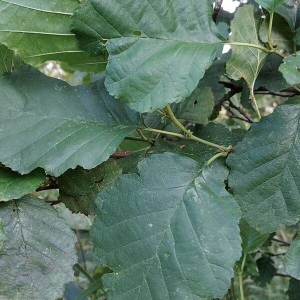 Alnus glutinosa Hostoa