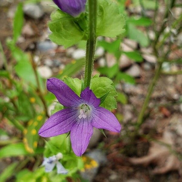 Triodanis perfoliata Blüte