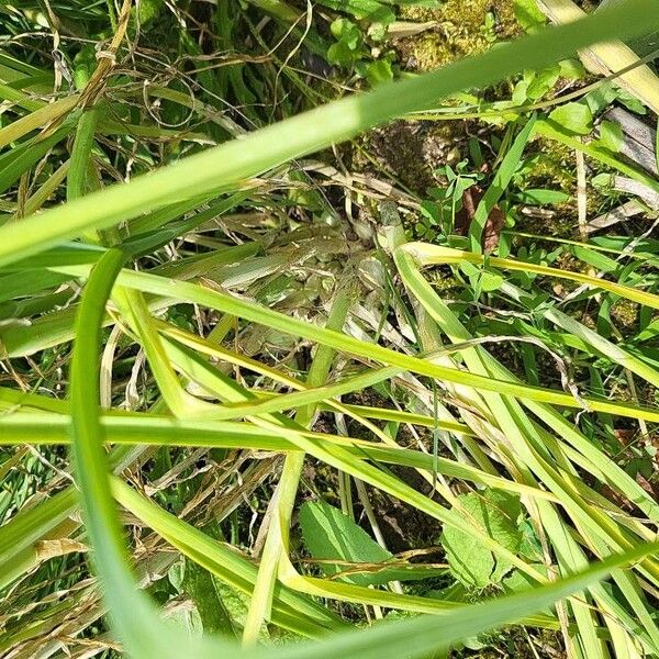 Allium ampeloprasum Leaf