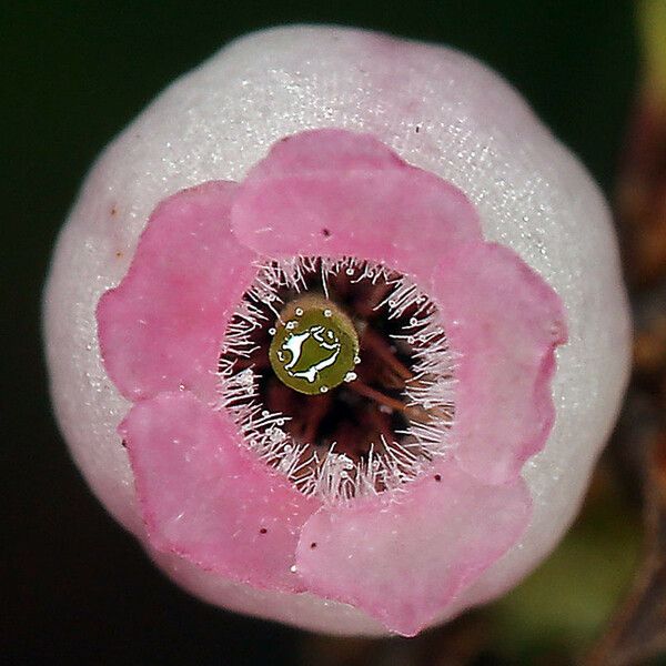 Arctostaphylos uva-ursi Flor