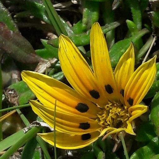 Wyethia angustifolia Fiore