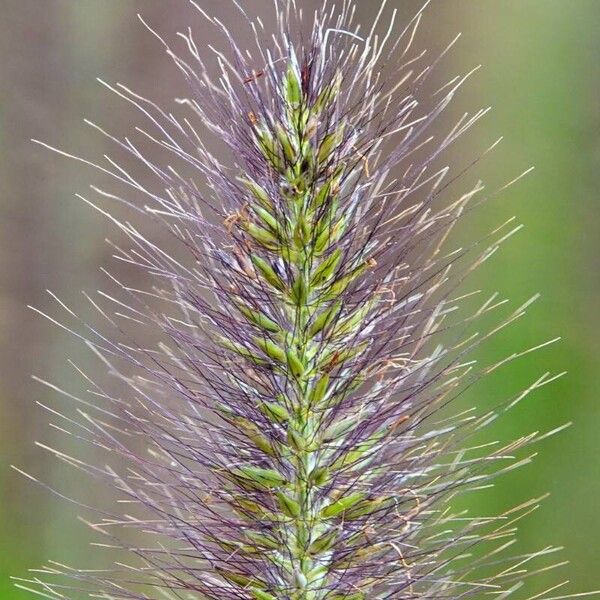 Cenchrus alopecuroides Fruit