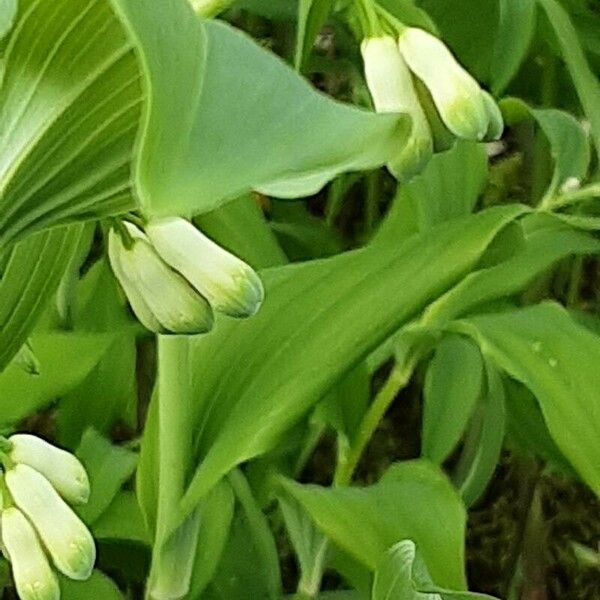 Polygonatum multiflorum Цвят