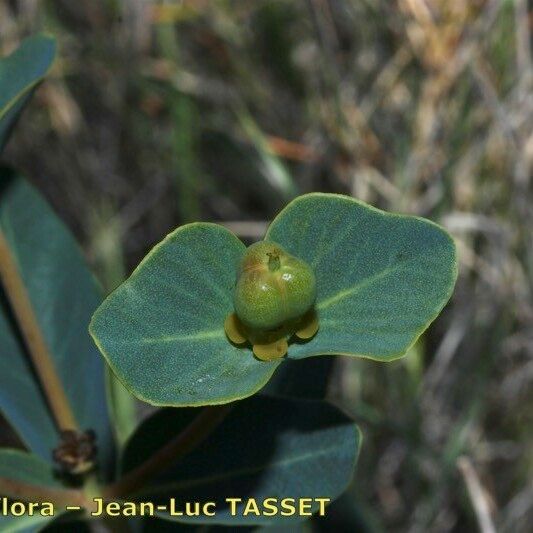 Euphorbia isatidifolia Плод