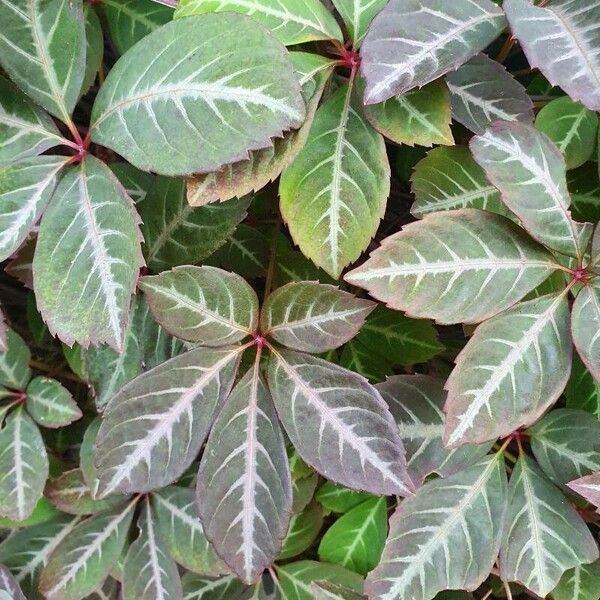 Parthenocissus henryana (Chinese virginia-creeper)