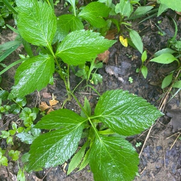 Cryptotaenia canadensis Leaf