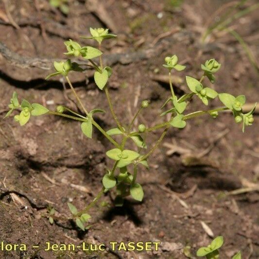 Radiola linoides 整株植物