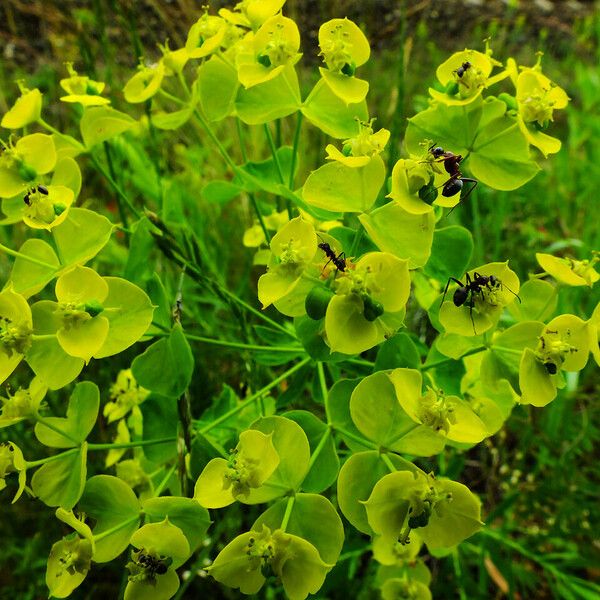 Euphorbia esula Fleur