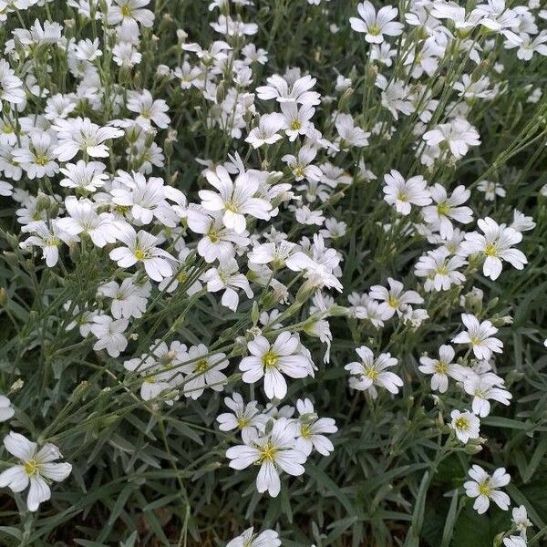 Cerastium tomentosum Květ