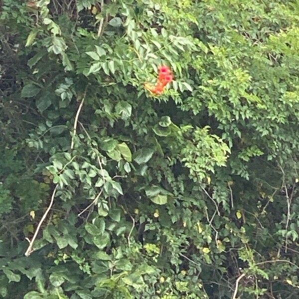 Campsis radicans Blodyn