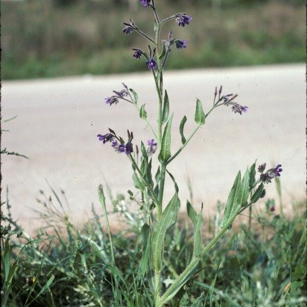 Anchusa azurea Plante entière