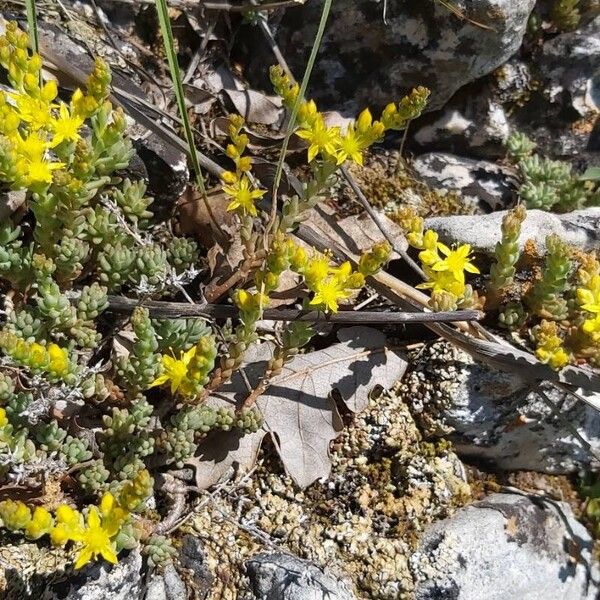 Sedum urvillei Flower