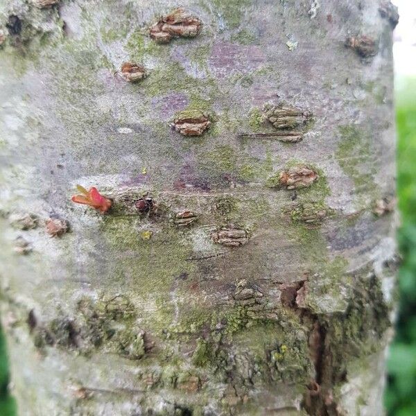 Prunus serrulata خشب