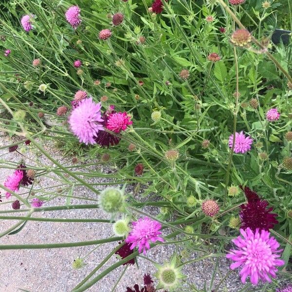 Knautia macedonica Blüte