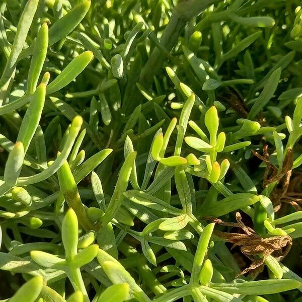 Crithmum maritimum Leht