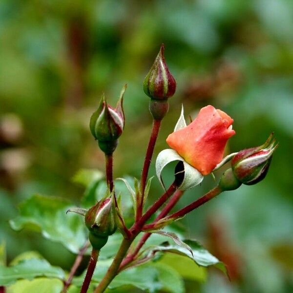 Rosa pendulina Συνήθη χαρακτηριστικά