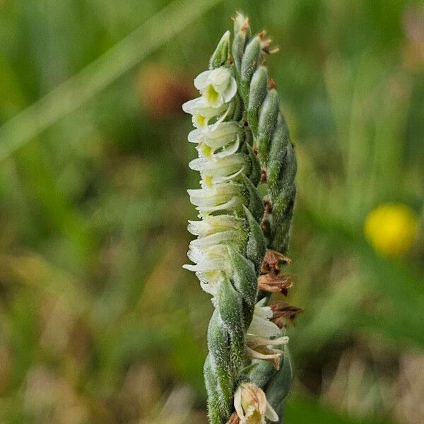 Spiranthes spiralis Цвят