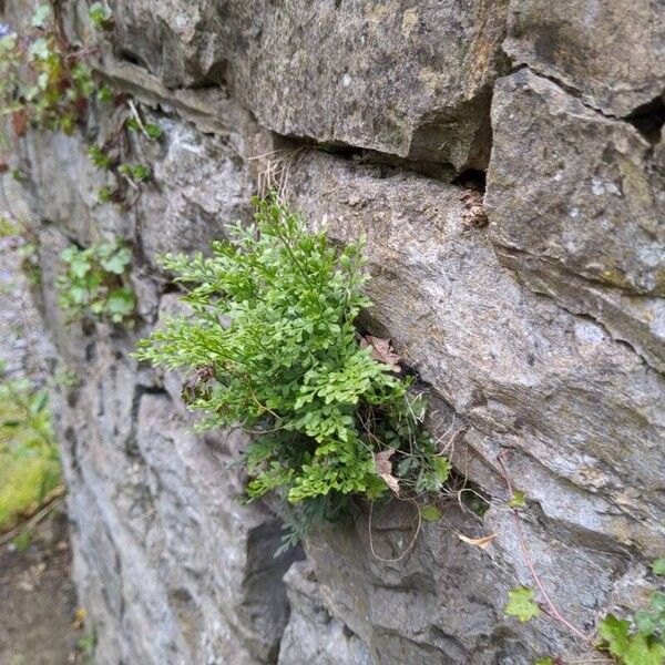 Asplenium ruta-muraria Leaf