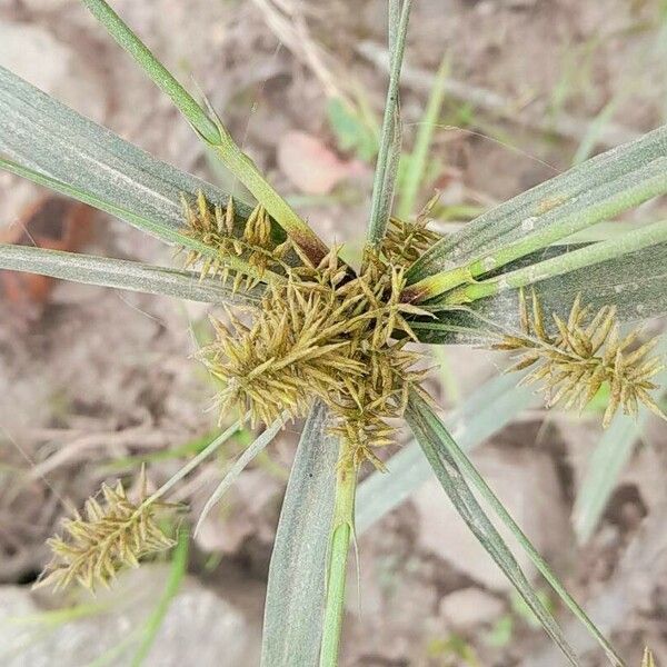 Cyperus odoratus Цвят