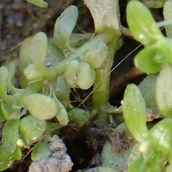 Callitriche stagnalis Fruit