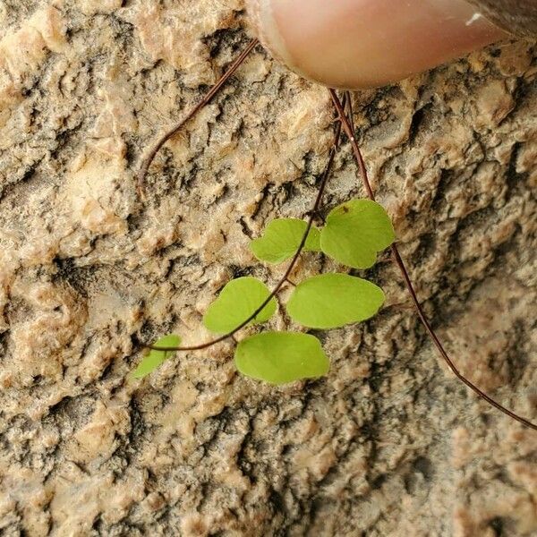 Adiantum philippense Frunză