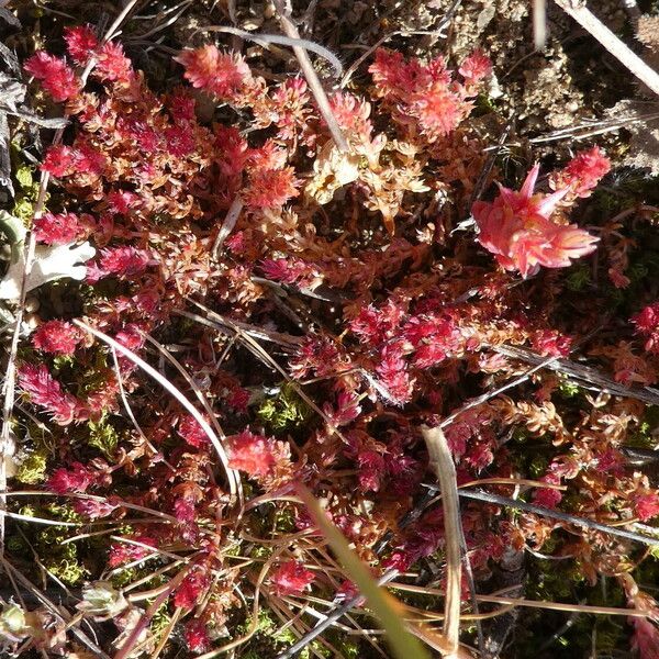 Sedum cespitosum Habit