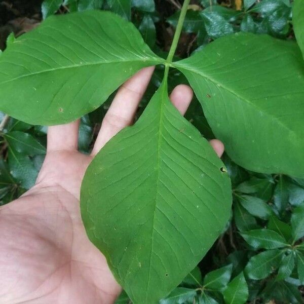 Arisaema triphyllum Ліст