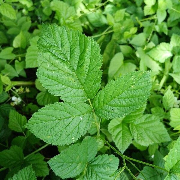 Rubus caesius Fuelha