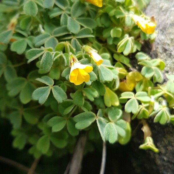 Oxalis tuberosa Floare