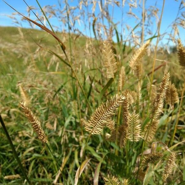 Agropyron cristatum Frugt