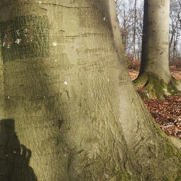 Fagus sylvatica Bark