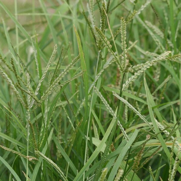 Eleusine indica Blomma