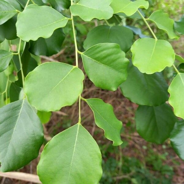 Dalbergia latifolia Leaf