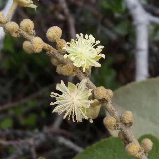 Croton flavens फूल