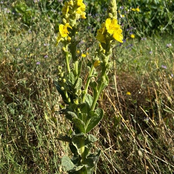 Verbascum densiflorum 花