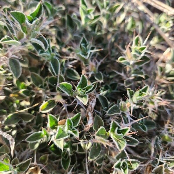 Barleria delamerei Leht