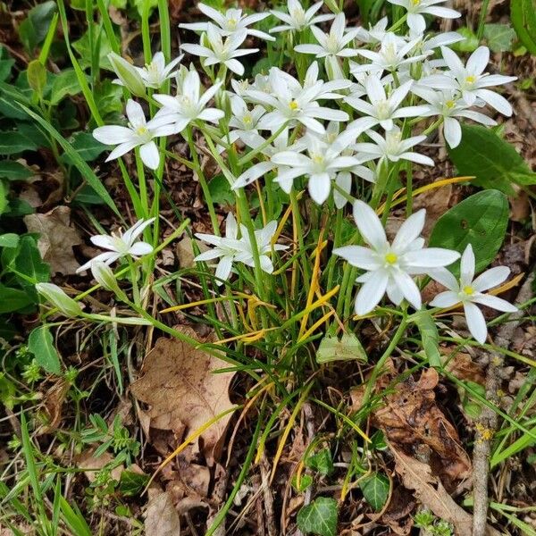 Ornithogalum divergens Flor