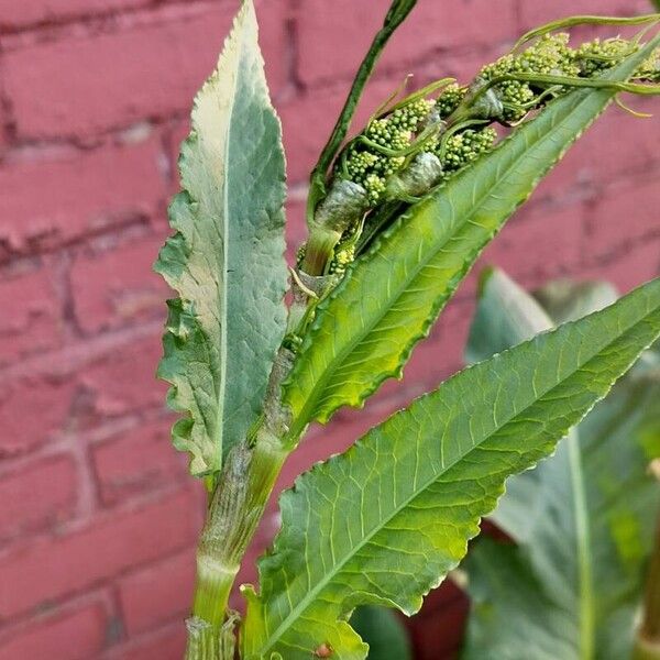 Rumex patientia Fuelha