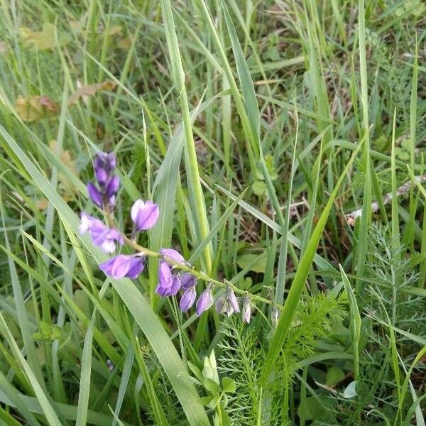 Polygala serpyllifolia Flower