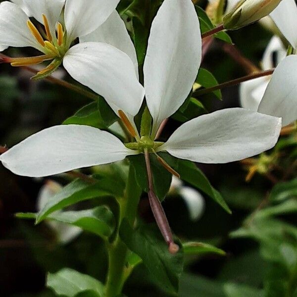 Cleome gynandra Květ