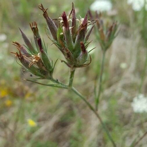 Dianthus armeria Fruit