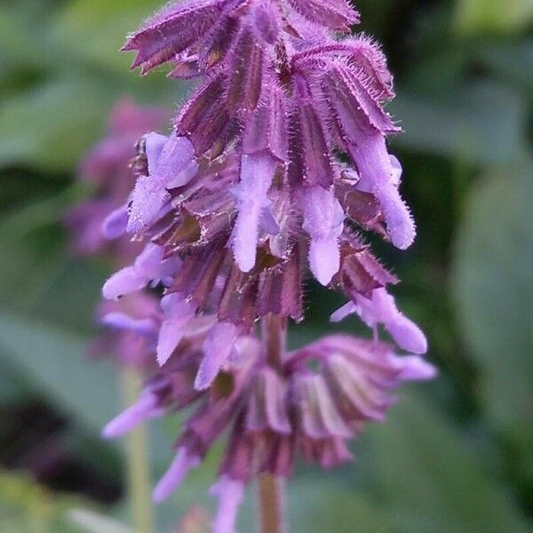 Salvia verticillata Kvet