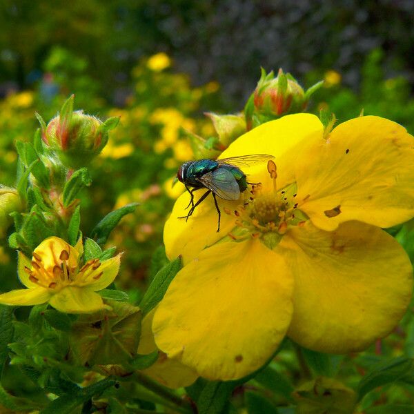 Dasiphora fruticosa Λουλούδι